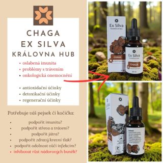 CHAGA Ex Silva - Královna hub (Rezavec šikmý)🌱 Více info:⤵️ https://www.pomahamezitlepe.cz/chaga-ex-silva-kralovna-hub/