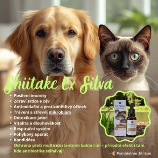 Shiitake Ex Silva - Houba dlouhověkosti🌱 Vysoce kvalitní tekutý organický extrakt z houby Shiitake pro psy a kočky🐕🐈. Více...