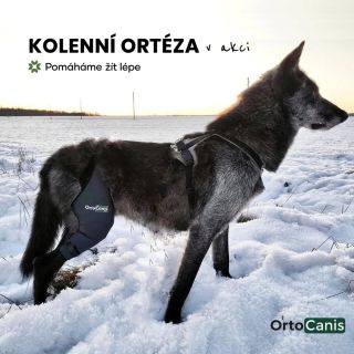 KOLENNÍ ORTÉZA přímo v akci od firmy OrtoCanis 🐾 Více info:⤵️ https://www.pomahamezitlepe.cz/kolenni-orteza/?variantId=1131