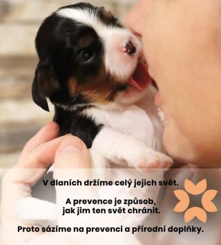 Pouze k zamyšlení ❤️ Někdy se v péči o naše psy zastavíme až ve chvíli, kdy musí přijít řešení. Ale co kdybychom se...